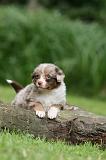 BERGER AUSTRALIEN PUPPIES 795